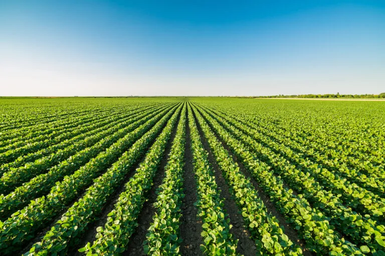 crop-field